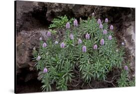 Pride of Maderia (Echium Candicans) in Flower, Madeira, March 2009-Radisics-Stretched Canvas