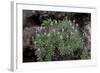 Pride of Maderia (Echium Candicans) in Flower, Madeira, March 2009-Radisics-Framed Photographic Print