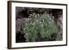 Pride of Maderia (Echium Candicans) in Flower, Madeira, March 2009-Radisics-Framed Photographic Print