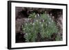 Pride of Maderia (Echium Candicans) in Flower, Madeira, March 2009-Radisics-Framed Photographic Print