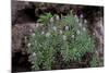 Pride of Maderia (Echium Candicans) in Flower, Madeira, March 2009-Radisics-Mounted Photographic Print