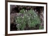Pride of Maderia (Echium Candicans) in Flower, Madeira, March 2009-Radisics-Framed Photographic Print
