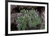 Pride of Maderia (Echium Candicans) in Flower, Madeira, March 2009-Radisics-Framed Photographic Print