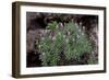 Pride of Maderia (Echium Candicans) in Flower, Madeira, March 2009-Radisics-Framed Photographic Print