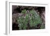 Pride of Maderia (Echium Candicans) in Flower, Madeira, March 2009-Radisics-Framed Photographic Print