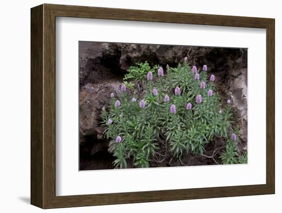 Pride of Maderia (Echium Candicans) in Flower, Madeira, March 2009-Radisics-Framed Photographic Print