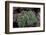 Pride of Maderia (Echium Candicans) in Flower, Madeira, March 2009-Radisics-Framed Photographic Print