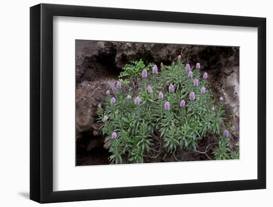 Pride of Maderia (Echium Candicans) in Flower, Madeira, March 2009-Radisics-Framed Photographic Print