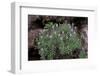 Pride of Maderia (Echium Candicans) in Flower, Madeira, March 2009-Radisics-Framed Photographic Print