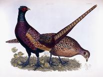 Pheasants-Prideaux John Selby-Stretched Canvas