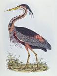 Purple Heron, from 'Illustration of British Ornithology'-Prideaux John Selby-Giclee Print