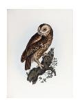 Tawny Owl, Strix Aluco-Prideaux John Selby-Giclee Print