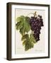 Prie' Rouge Grape-A. Kreyder-Framed Giclee Print