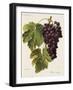 Prie' Rouge Grape-A. Kreyder-Framed Giclee Print