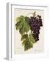 Prie' Rouge Grape-A. Kreyder-Framed Giclee Print