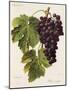 Prie' Rouge Grape-A. Kreyder-Mounted Giclee Print