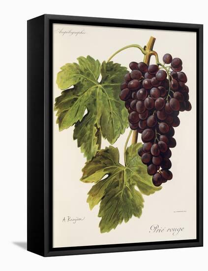 Prie' Rouge Grape-A. Kreyder-Framed Stretched Canvas