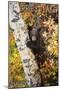 Priest Lake, Idaho - Bear Cub in Tree-Lantern Press-Mounted Art Print