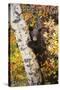 Priest Lake, Idaho - Bear Cub in Tree-Lantern Press-Stretched Canvas