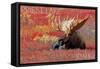 Priest Lake, Idaho - Bull Moose in Flowers-Lantern Press-Framed Stretched Canvas