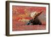 Priest Lake, Idaho - Bull Moose in Flowers-Lantern Press-Framed Art Print