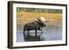 Priest Lake, Idaho - Bull Moose-Lantern Press-Framed Art Print