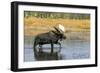 Priest Lake, Idaho - Bull Moose-Lantern Press-Framed Art Print