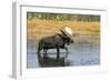 Priest Lake, Idaho - Bull Moose-Lantern Press-Framed Art Print