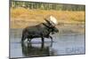 Priest Lake, Idaho - Bull Moose-Lantern Press-Mounted Art Print