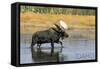 Priest Lake, Idaho - Bull Moose-Lantern Press-Framed Stretched Canvas