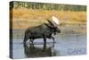 Priest Lake, Idaho - Bull Moose-Lantern Press-Stretched Canvas