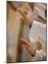 Priests at Easter Thursday Mass in St. Peter's Basilica, Vatican, Rome, Lazio, Italy, Europe-Godong-Mounted Photographic Print