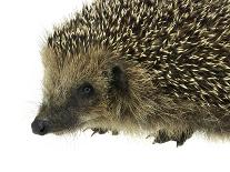 Hedgehog Portrait-prill-Photographic Print