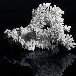 White Coral-prill-Art Print