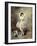 Prima Ballerina, 1884-Louis de Schryver-Framed Giclee Print