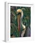 Primal Pelicana-Steve Hunziker-Framed Art Print