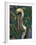 Primal Pelicana-Steve Hunziker-Framed Art Print