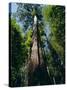 Primary Lowland Rainforest, Lambir Hills National Park, Sarawak, Island of Borneo, Malaysia, Asia-Jane Sweeney-Stretched Canvas