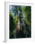 Primary Lowland Rainforest, Lambir Hills National Park, Sarawak, Island of Borneo, Malaysia, Asia-Jane Sweeney-Framed Photographic Print