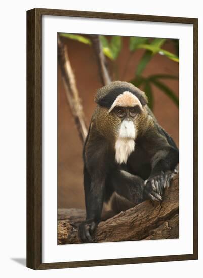 Primate I-Karyn Millet-Framed Photographic Print