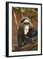 Primate I-Karyn Millet-Framed Photographic Print