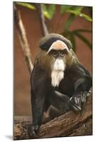 Primate I-Karyn Millet-Mounted Photographic Print