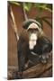 Primate I-Karyn Millet-Mounted Photographic Print