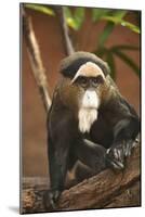Primate I-Karyn Millet-Mounted Photographic Print