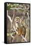 Primate II-Karyn Millet-Framed Stretched Canvas