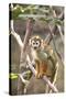Primate II-Karyn Millet-Stretched Canvas