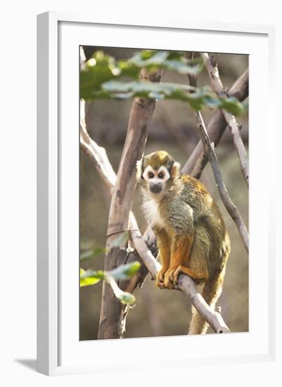 Primate II-Karyn Millet-Framed Photographic Print