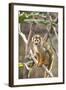 Primate II-Karyn Millet-Framed Photographic Print