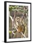 Primate II-Karyn Millet-Framed Photographic Print
