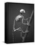 Primate Skeleton on Display-Henry Horenstein-Framed Stretched Canvas